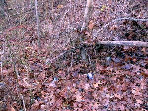 Clove Lakes Cleanup At Royal Oaks On Horse Trail By Assertive Kids. Finally, Clean Again!