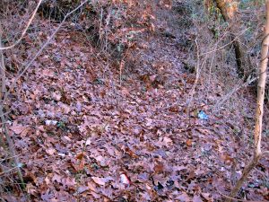 Clove Lakes Cleanup At Royal Oaks On Horse Trail By Assertive Kids. Finally, Clean Again!