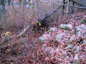 Clove Lakes Cleanup At Royal Oaks On Horse Trail By Assertive Kids.