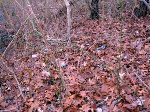Clove Lakes Cleanup At Royal Oaks On Horse Trail By Assertive Kids